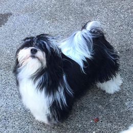 Brooke - Havanese