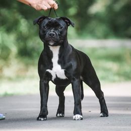 Sunna - Staffordshire Bull Terrier