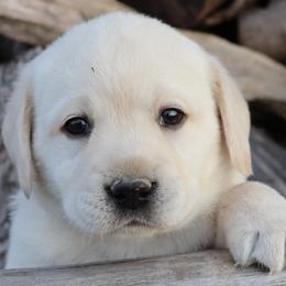 Atlanta - Yellow female Labrador Retriever puppy in Camden, Indiana from Prebleridge Acres