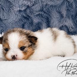 Girl 1 - Blue parti female Pomeranian puppy in Fort Jones, California from High Rocking Pom Poms