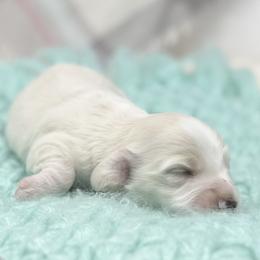 Long Hair Clear Cream RUSSIAN - Cream male Dachshund puppy in Decatur, Mississippi from KP Dachshunds