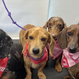 Dachshunds from Wooofyland Kennel