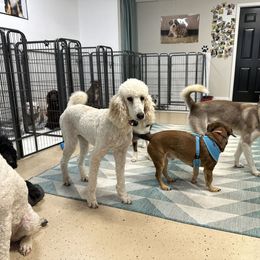 Coco - Cream female Poodle puppy in Monroe, Georgia from It's A Poodle Parti!