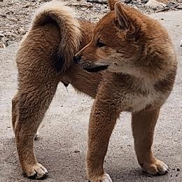 Shiba Inu puppies from MarshDancer's Beautiful Babes Shiba Inu