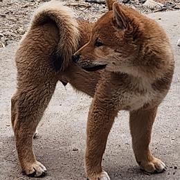 Shiba Inu puppies from MarshDancer's Beautiful Babes Shiba Inu