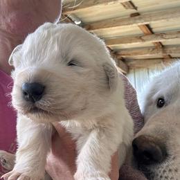 Male 2 - White male Maremma Sheepdog puppy in New Auburn, Wisconsin from Cordell Corgis