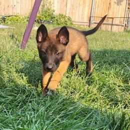 Belgian Malinois and Labrador Retriever Puppies from Wings of Freedom Retrievers and Malinois