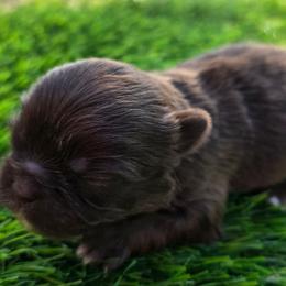 Theodore - Chocolate male Shih Tzu puppy in Brighton, Missouri from Morningstar's Shih Tzu