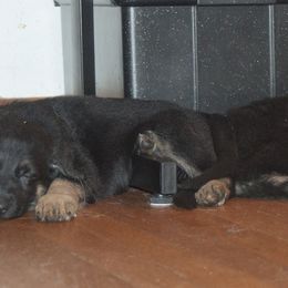 German Shepherd Puppies from Bmeerhuis German Shepherds