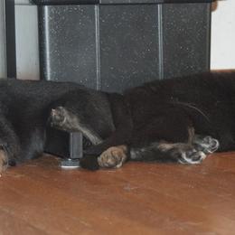 German Shepherd Puppies from Bmeerhuis German Shepherds