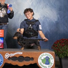 Dachshunds from Divine Teckel Tails