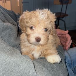 Pumpkin Spice - Havanese puppy from Windy Hill Havanese