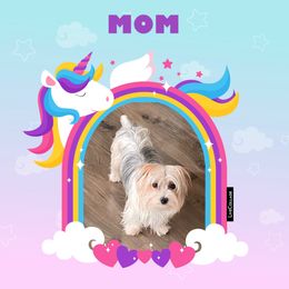 Kiwi - Yorkshire Terrier