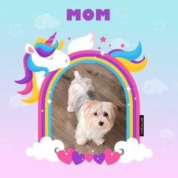 Kiwi - Yorkshire Terrier