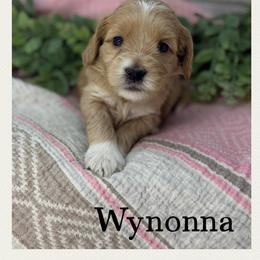 Wynonna - Caramel female Australian Labradoodle puppy in Gladstone, Oregon from Beaver State Labradoodles