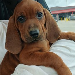 Bluetick Coonhound and Redbone Coonhound Puppies from Harmons Hounds