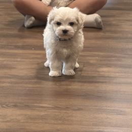 Male - White male Maltese puppy in Cisco, Texas from Fancy Pants Maltese