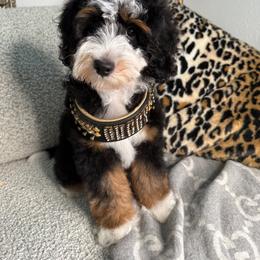 Black - Tri-color male Bernedoodle puppy in Curtice, Ohio from The Pink Doghouse
