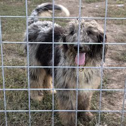Boy 1 - Blue merle male Aussiedoodle puppy in Eolia, Missouri from Barefoot Kennel