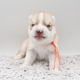 Lee - Red and white male Siberian Husky puppy in Meadow Vista, California from Thistle Hill Siberians