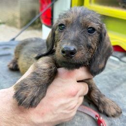 Beethoven - Brindle male Dachshund puppy in Livingston, Kentucky from Illyria Dox & GSD