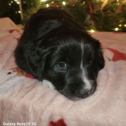 Molly - Black and white female Border Collie puppy in Watsontown, Pennsylvania from Kate Gresham