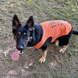 Snickers - Black and tan female German Shepherd puppy in Wellington, Georgia from Altvater German Shepherds