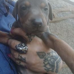 Girl 1 - Blue and rust female Doberman Pinscher puppy in Camden, South Carolina from Mo dobermans