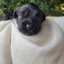 Teal collar Girl - Black female Cockapoo puppy in Dayton, Ohio from There's no place like home spaniels