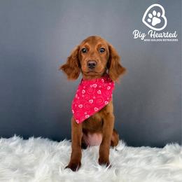 Aura - Sable female Goldendoodle puppy in Utah County, Utah from Big Hearted Breeders