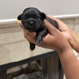 Shih Tzu Puppies from Pretty Paws & Pearls Shih Tzu's