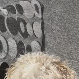 Buttercup - Maltipoo