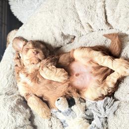 Tucker - Brown and white male Aussiedoodle puppy in Fredonia, Pennsylvania from Drew’s Aussies & Doodles