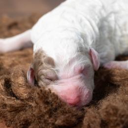 Pink - Brown and white female Sheepadoodle puppy in Youngstown, Florida from Wonderland’s Boujie Kennels