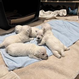 West Highland White Terrier Puppies from C&C Westies
