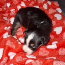 White dot on back of neck - Black tri female Miniature Australian Shepherd puppy in Graham, North Carolina from Thompson Farm Mini Aussies