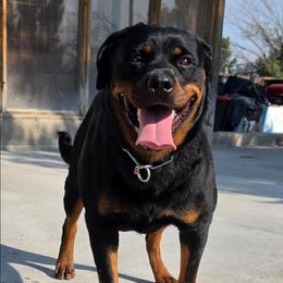 Domnina - Rottweiler