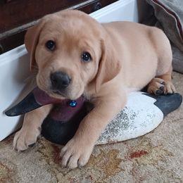 Labrador Retriever Puppies from Rocky Point Labradors