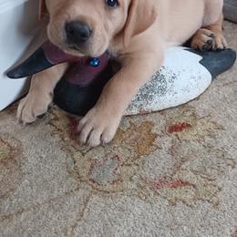 Labrador Retriever Puppies from Rocky Point Labradors