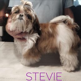 Stevie - Red and white female Shih Tzu puppy in Doña Ana County, New Mexico from White Sands Shih Tzu's