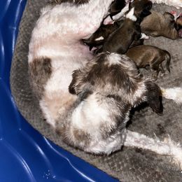 Havanese puppies from Dousinbury Creek K-9s