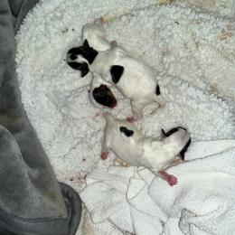 Yorkshire Terrier puppies from Dallas Parti Yorkies