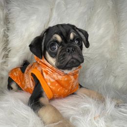 Great Danes and Pugs from WV Furkids