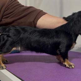 Raven - Dachshund