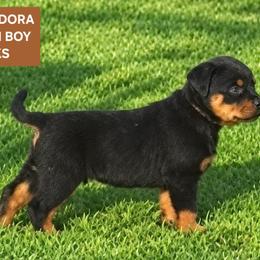 Boy 1 - Black and mahogany male Rottweiler puppy in De Witt, Iowa from Irish Eyes Kennels