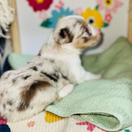 Clover - Red merle female Toy Australian Shepherd puppy in Garvin, Oklahoma from Hochatown Awesome Aussies