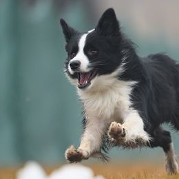 Australian Shepherds and Border Collies from Lightspeed Kennels