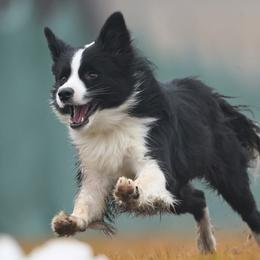 Australian Shepherds and Border Collies from Lightspeed Kennels