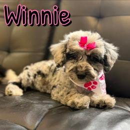 Winnie - Merle female Sheepadoodle puppy in Saint Cloud, Florida from Rising Star Kennels