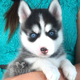 Pomsky Puppies from Dakota Pomskies